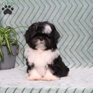 Buster, Shih Tzu Puppy